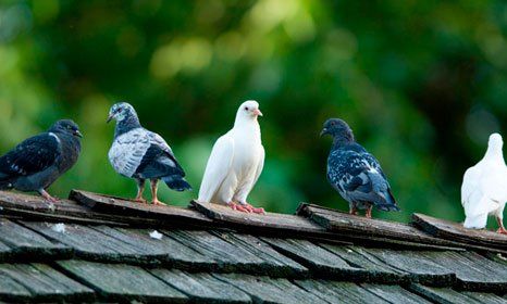 Makes us your first choice for pigeon control