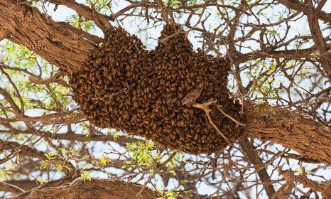 Contact us to remove bees that created a nest outside your home