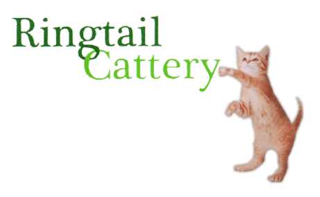 Cat Boarding by Ringtail Cattery in Bristol