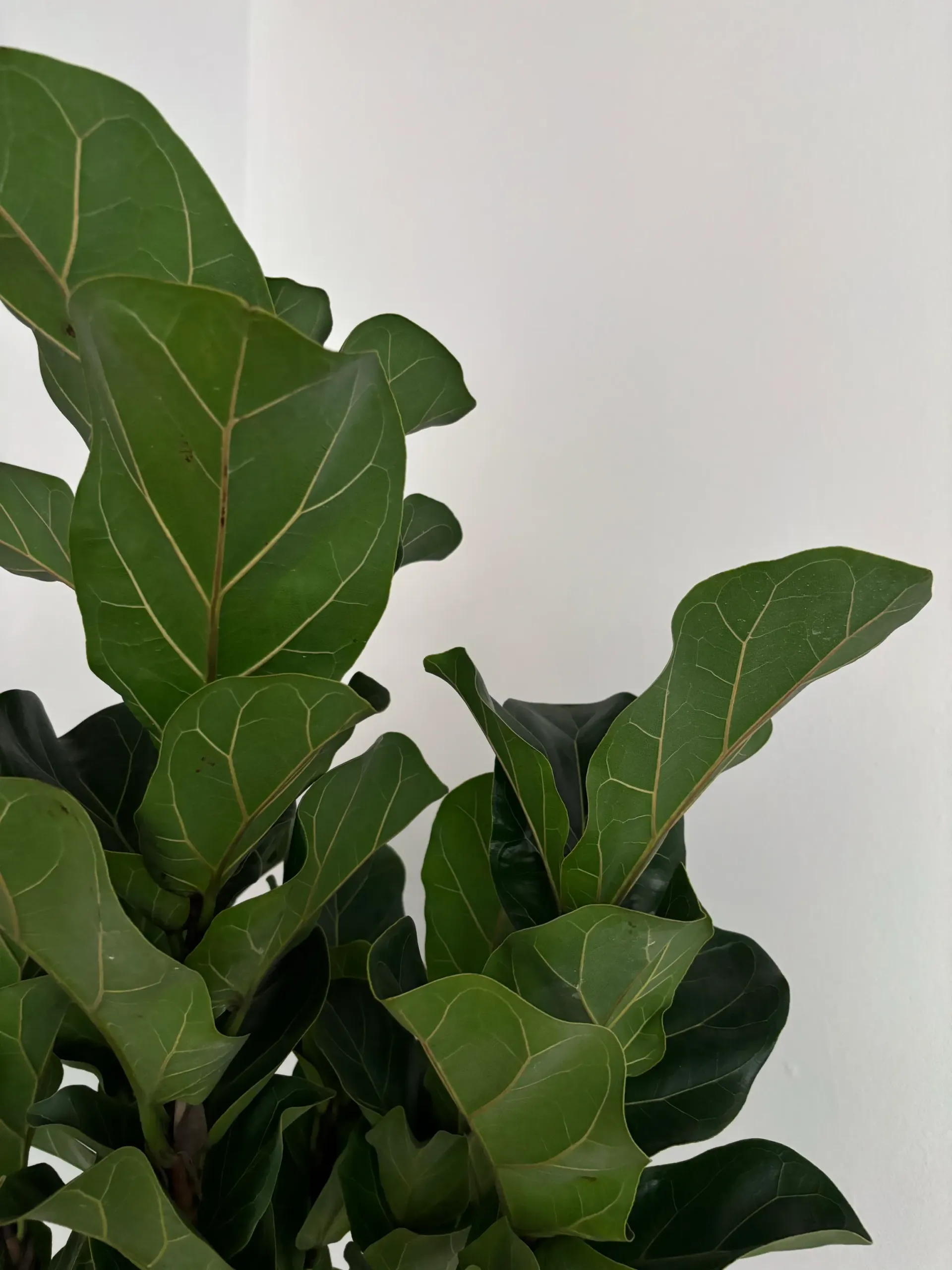 Green potted fiddle-leaf fig with large glossy leaves against a white wall