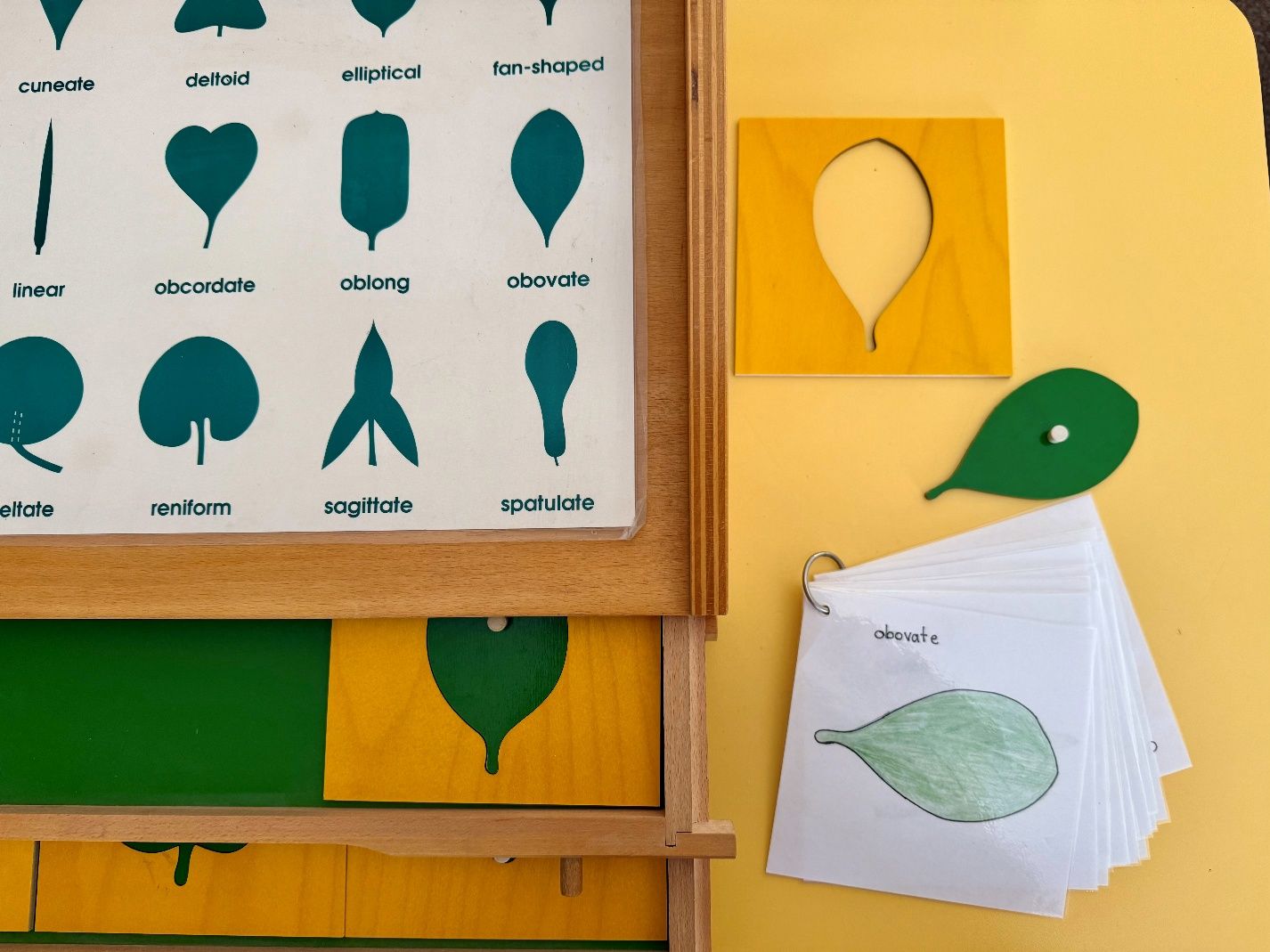 Wonder and Words: How Montessori Builds Language in Early Childhood Through Biology
