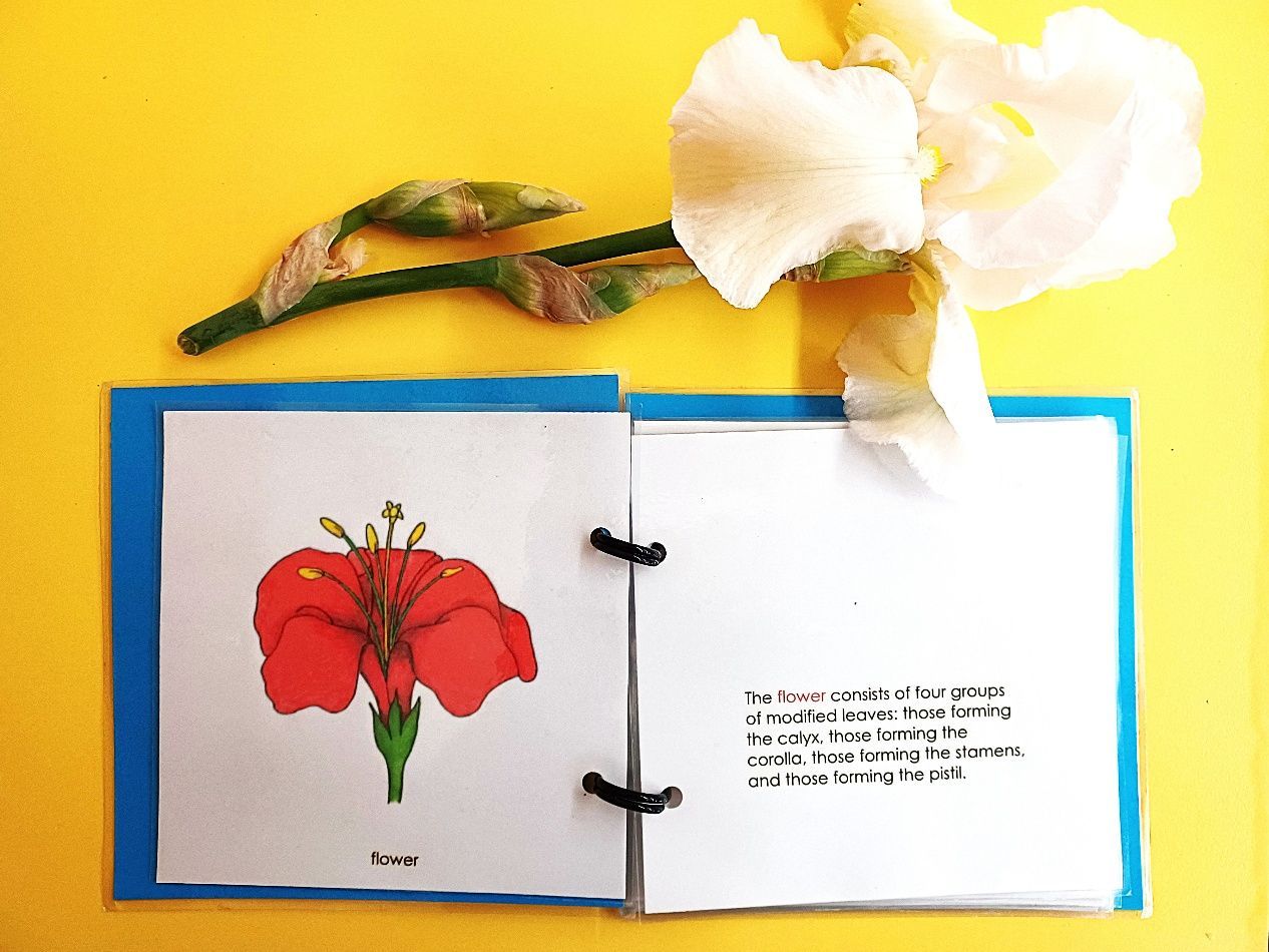 Montessori’s Living Curriculum: Biology in the Elementary Classroom & Beyond