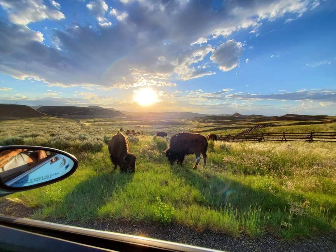 A couple of bison grazing in a field at sunset.
