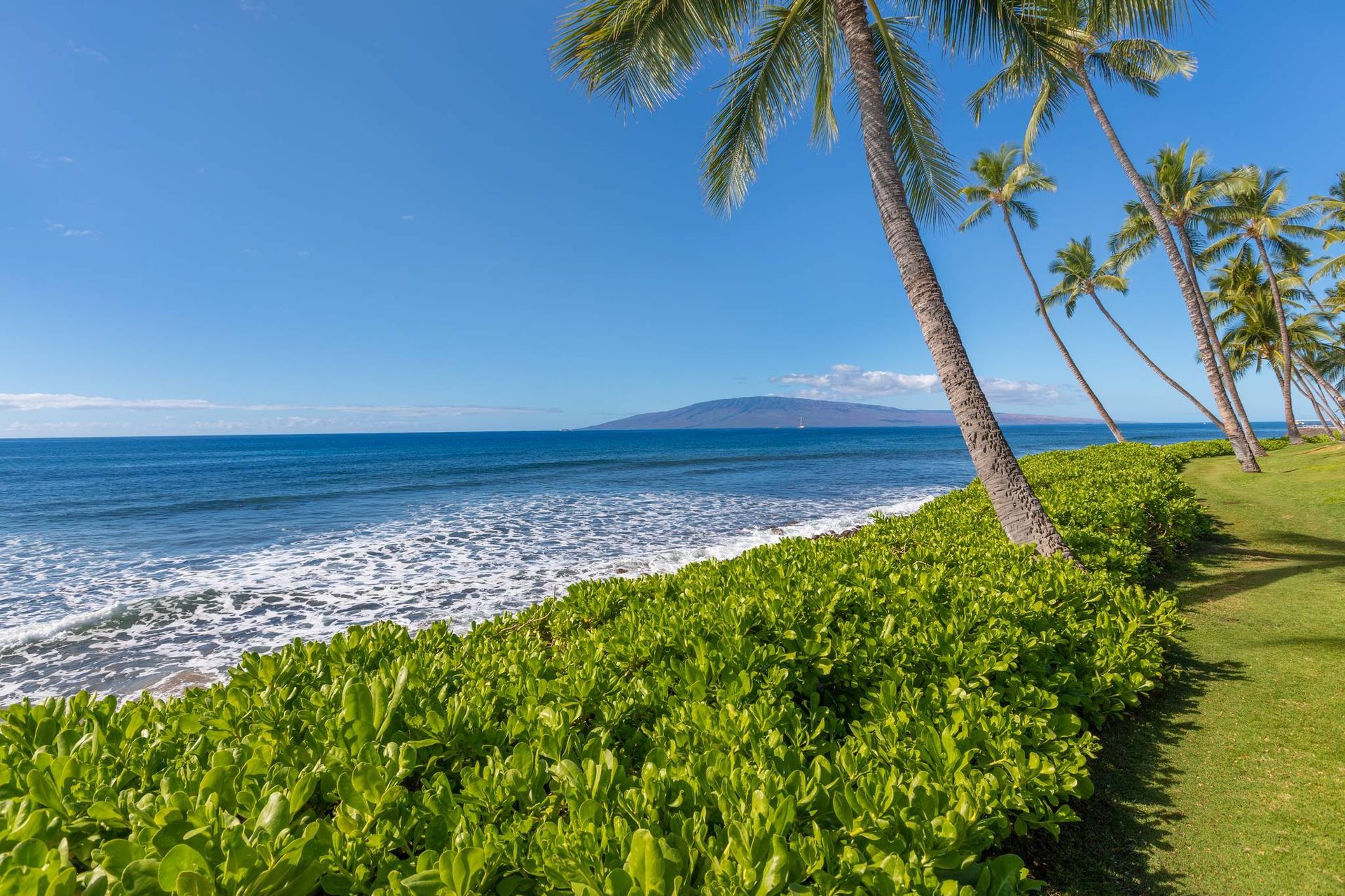 A beach with palm trees and a mountain in the background.
