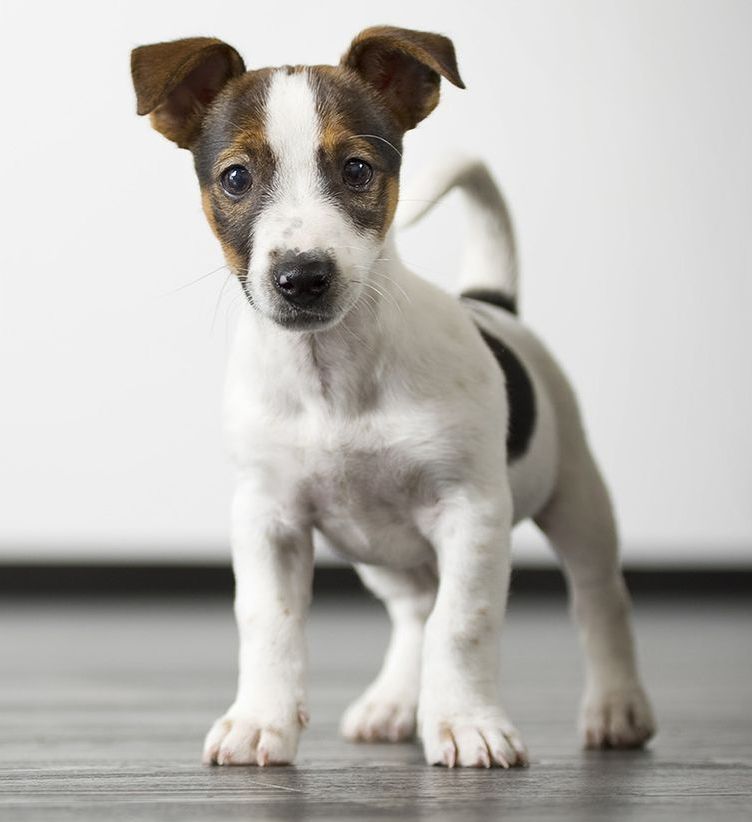 A brown and white puppy standing on a wooden floor