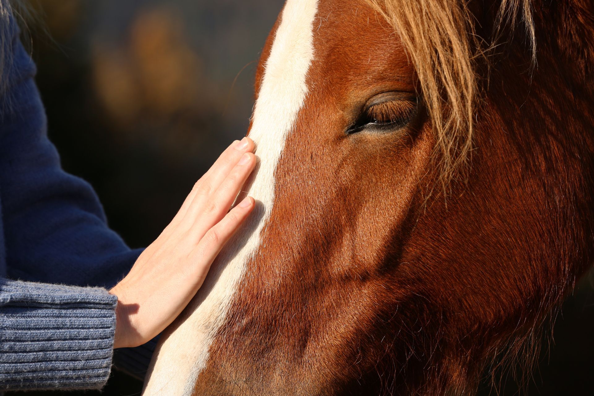 Therapy with Horses