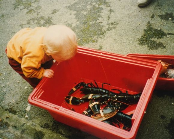 Child looking into a red bin with several live lobsters. Outdoors, gray background.