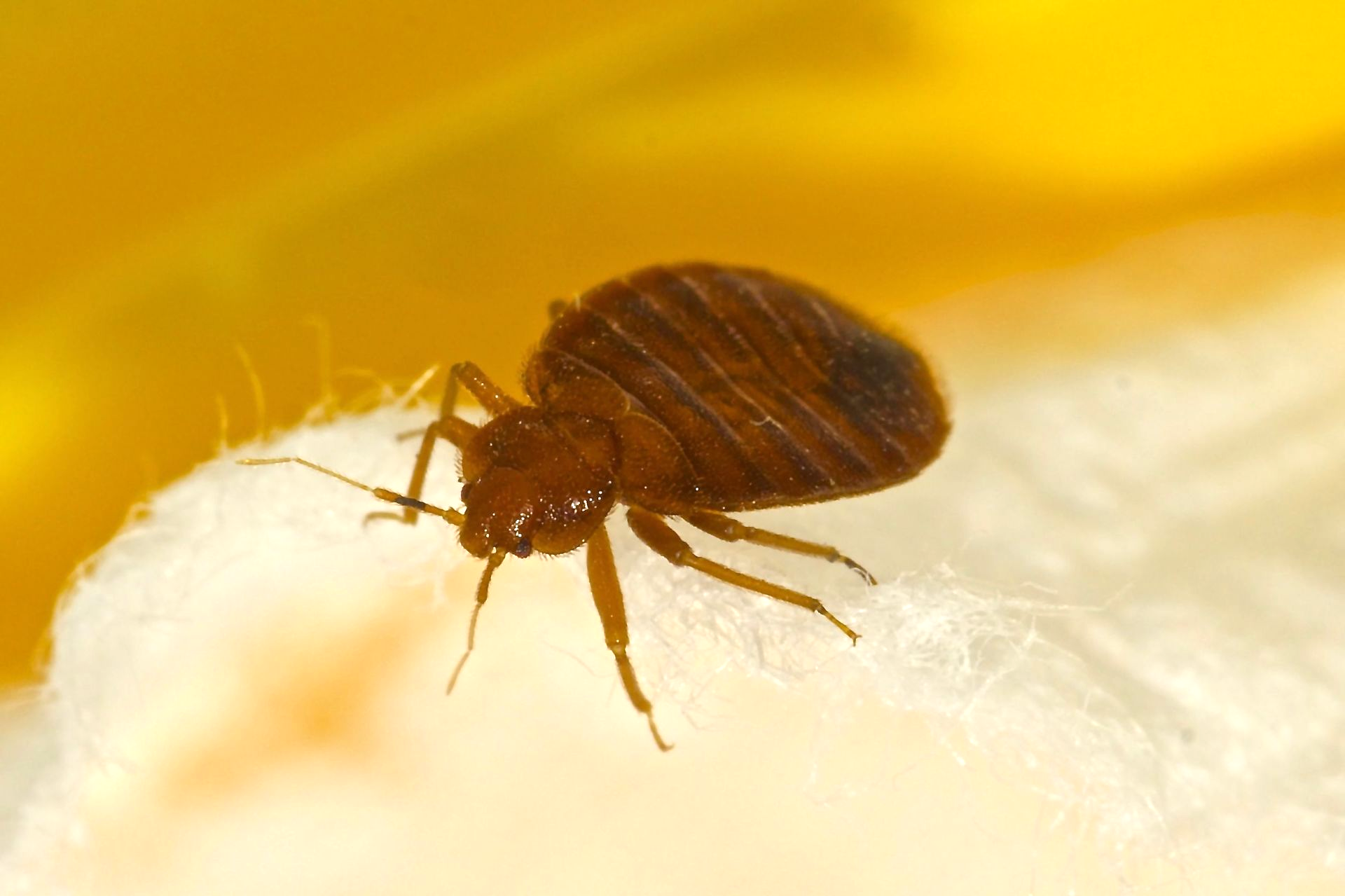 Bed Bug Treatment