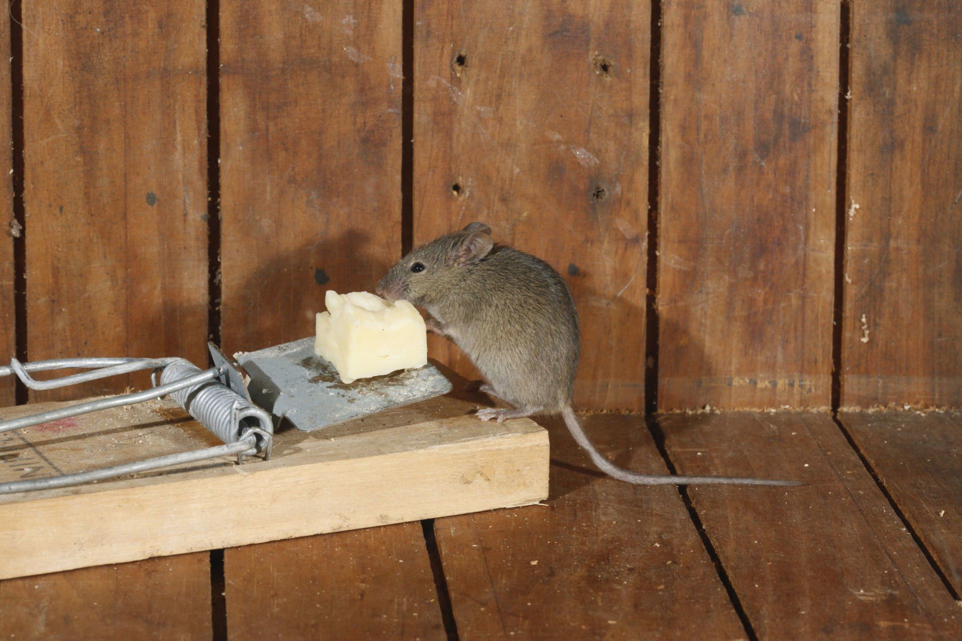 Полевая мышь в квартире