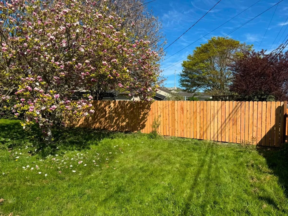 Wooden fence in a backyard with green grass and trees in bloom. Sunny day.