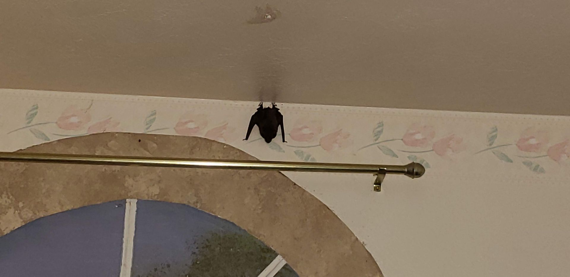 A bat is hanging from the ceiling of a room next to a window.