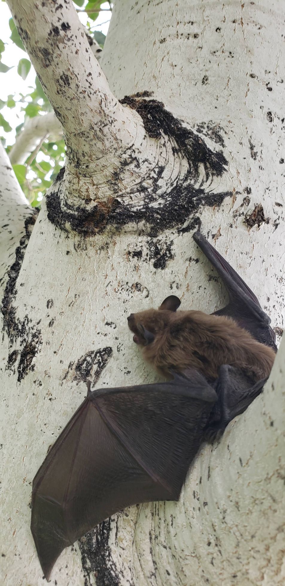 A bat is hanging from a tree branch.