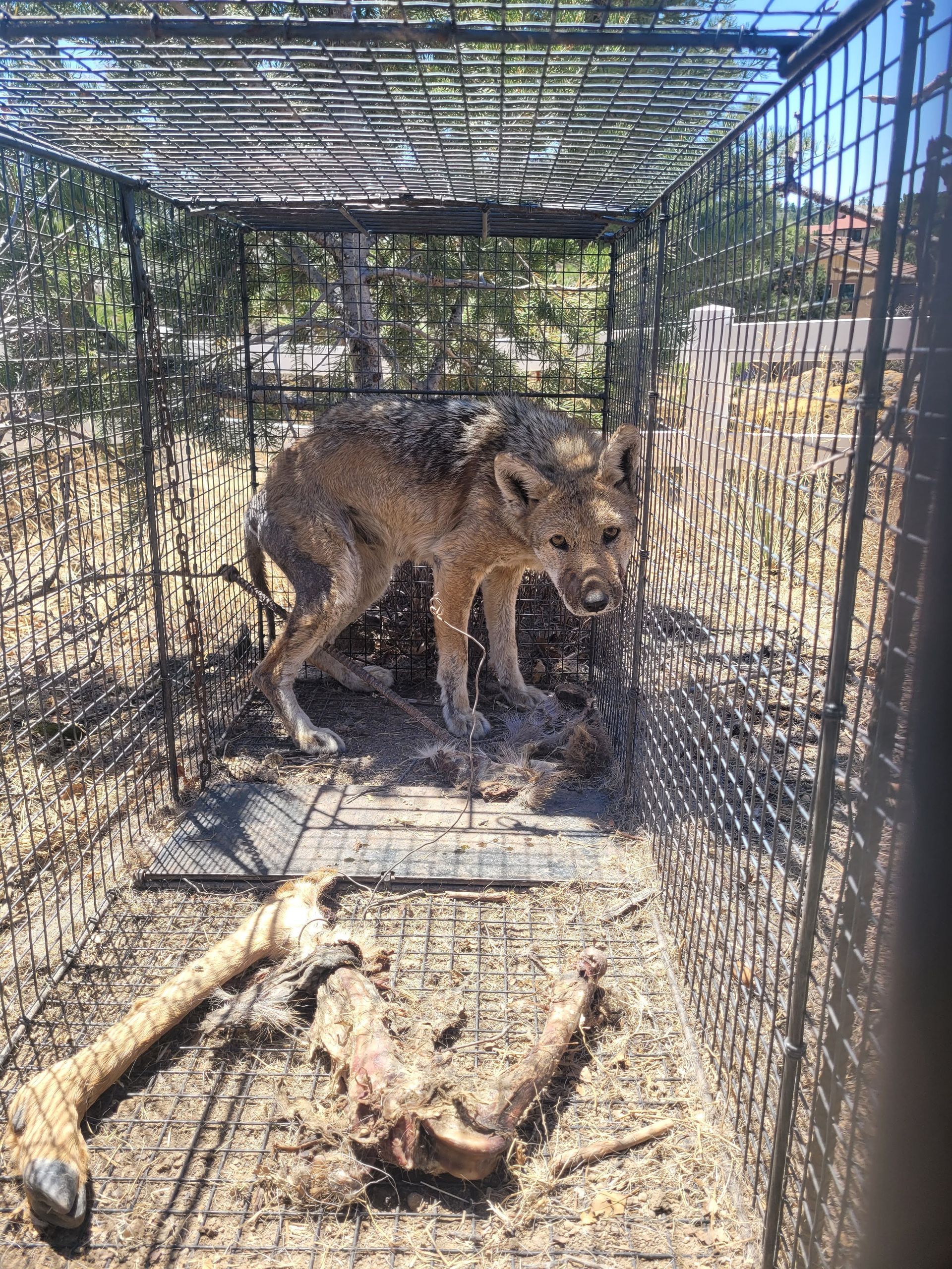 A coyote is sitting in a cage next to a skeleton.