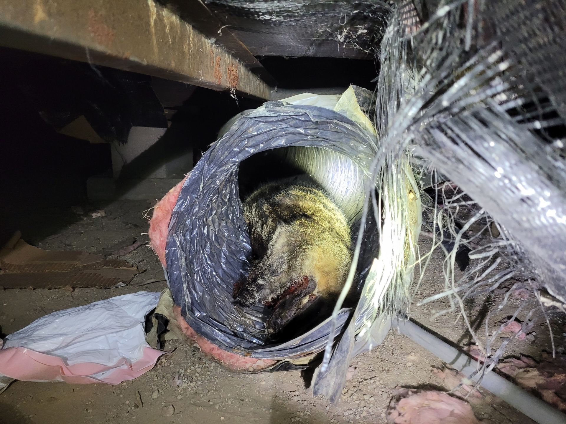 A cat is laying in a duct in an attic.