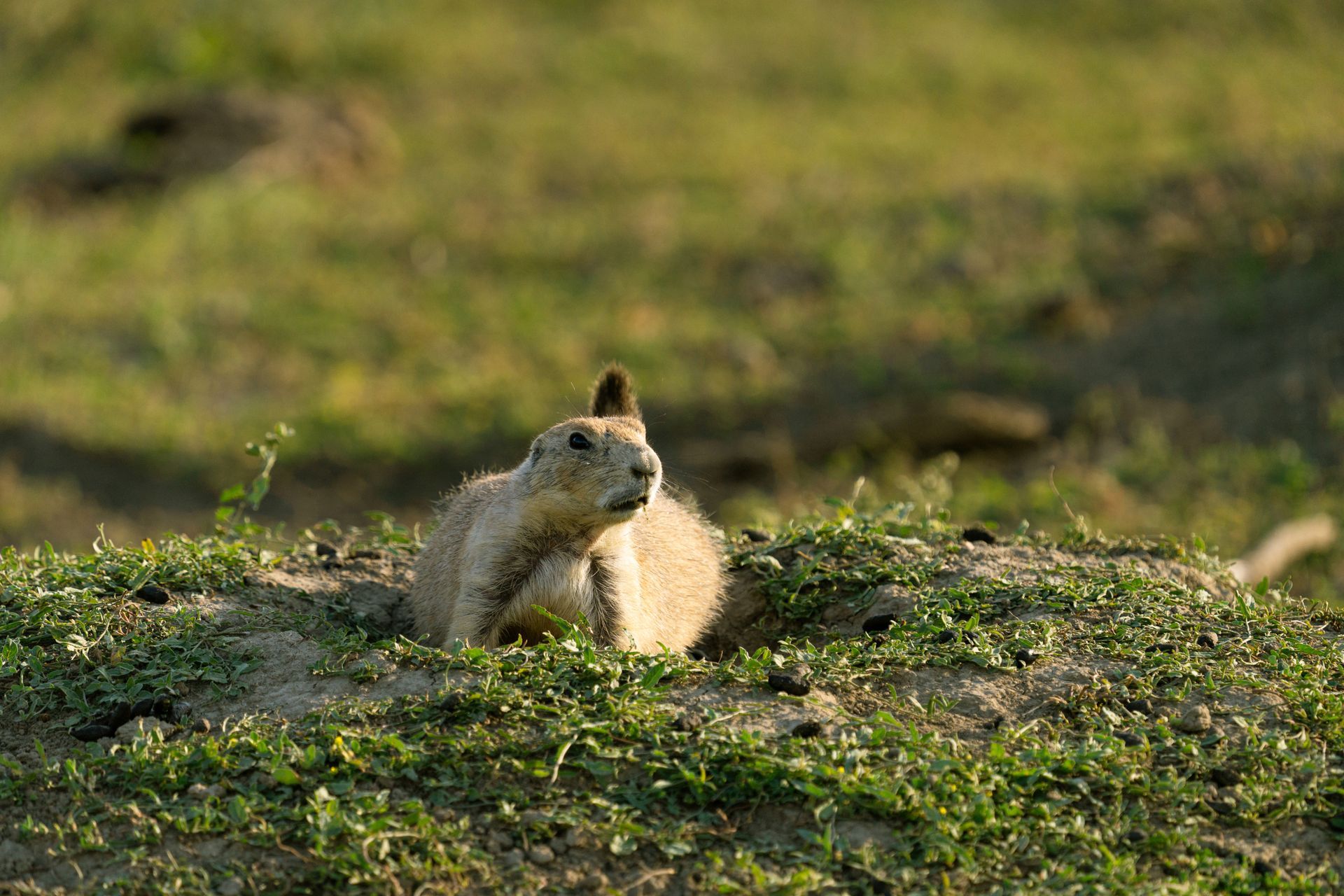 A mouse is sitting in a wire cage.