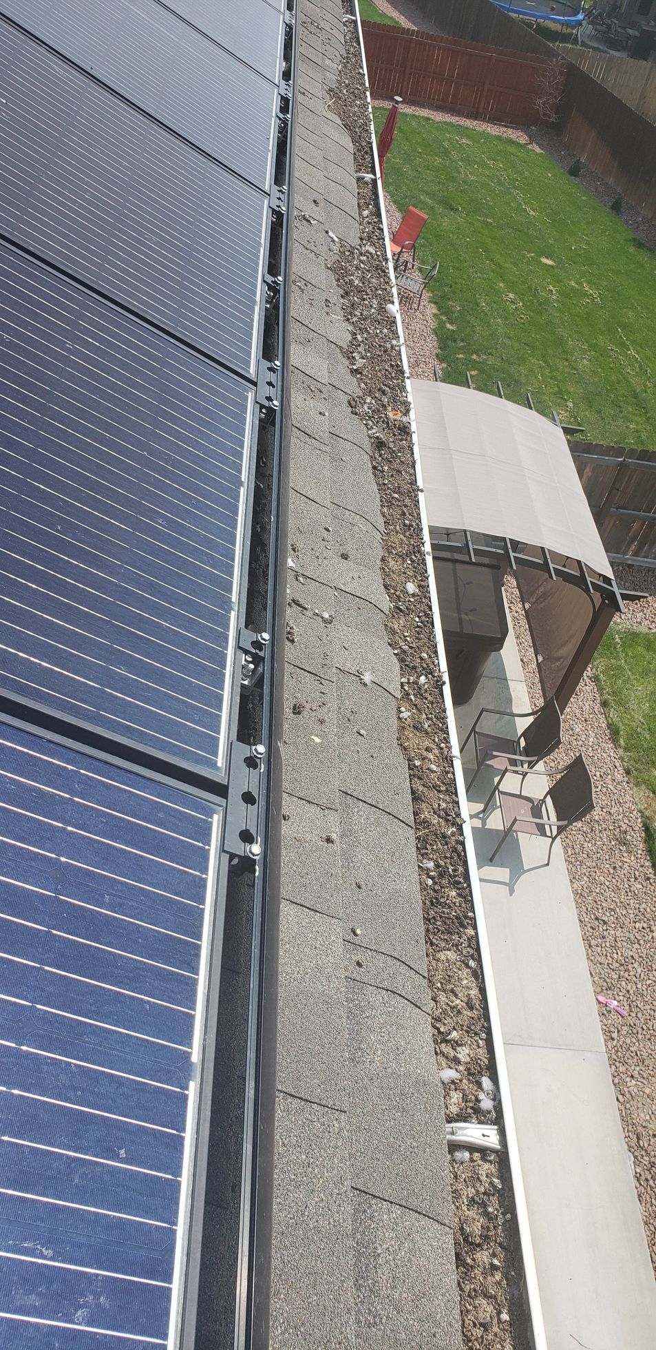 A rattlesnake is in a white bucket on the ground.