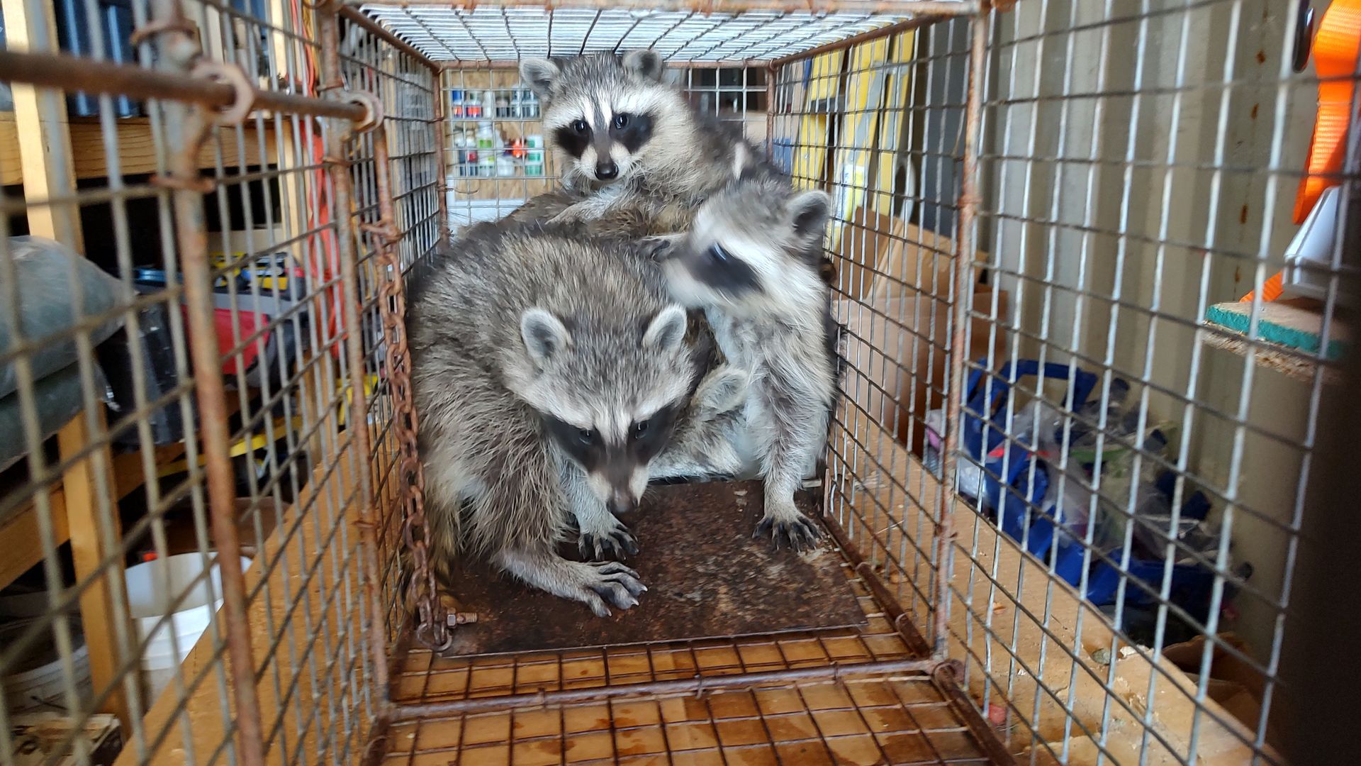 A group of raccoons are sitting in a cage.