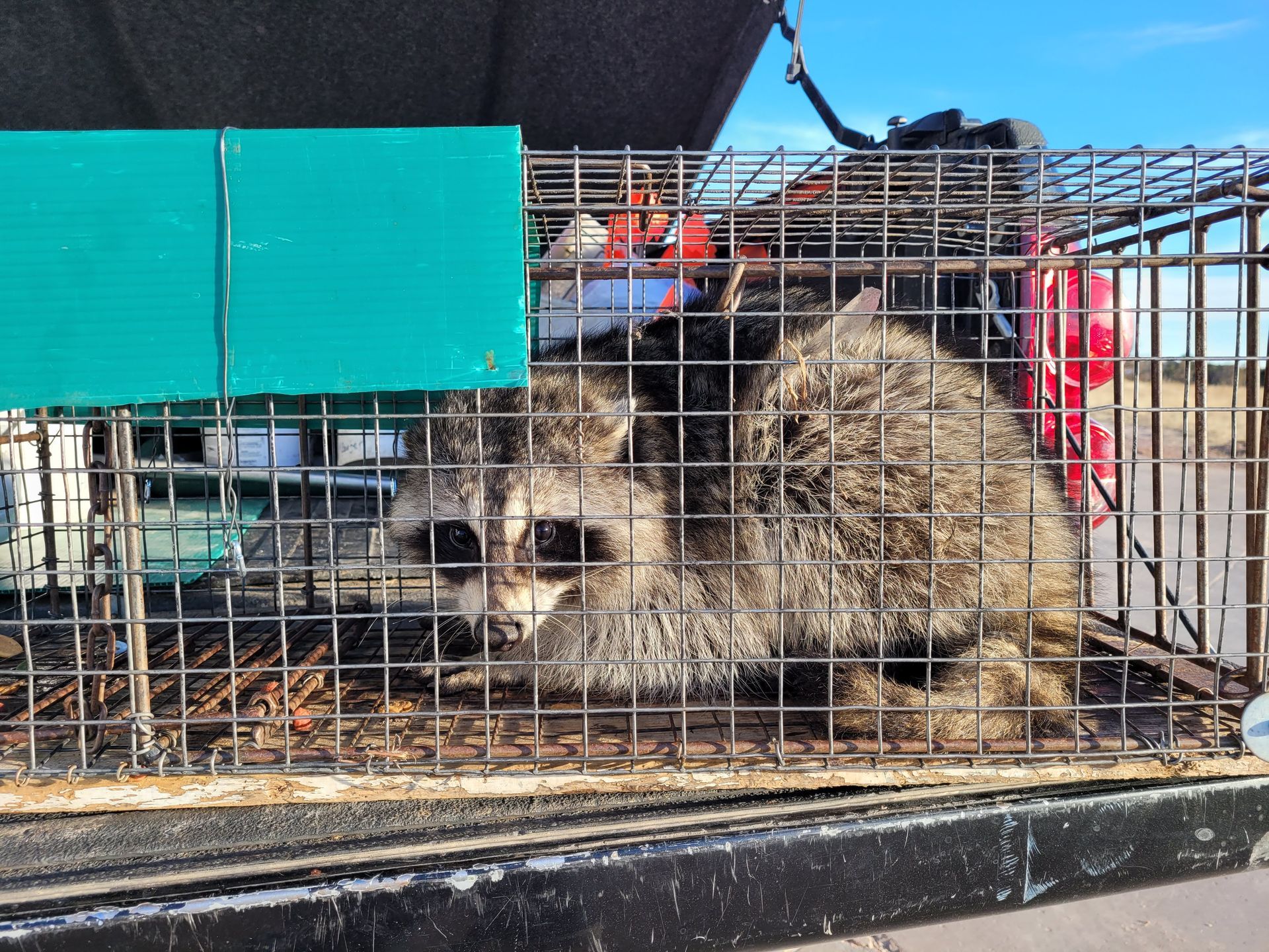 A raccoon is laying in a cage on the back of a truck.