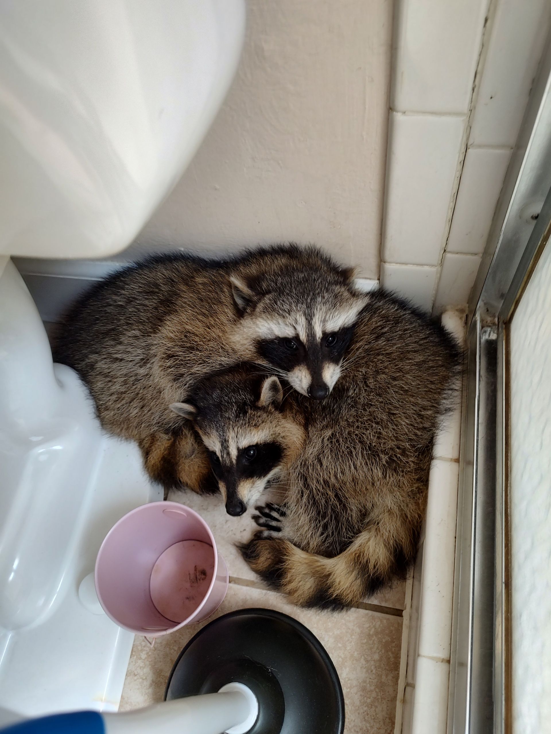 Two raccoons are sleeping in a bathroom next to a toilet