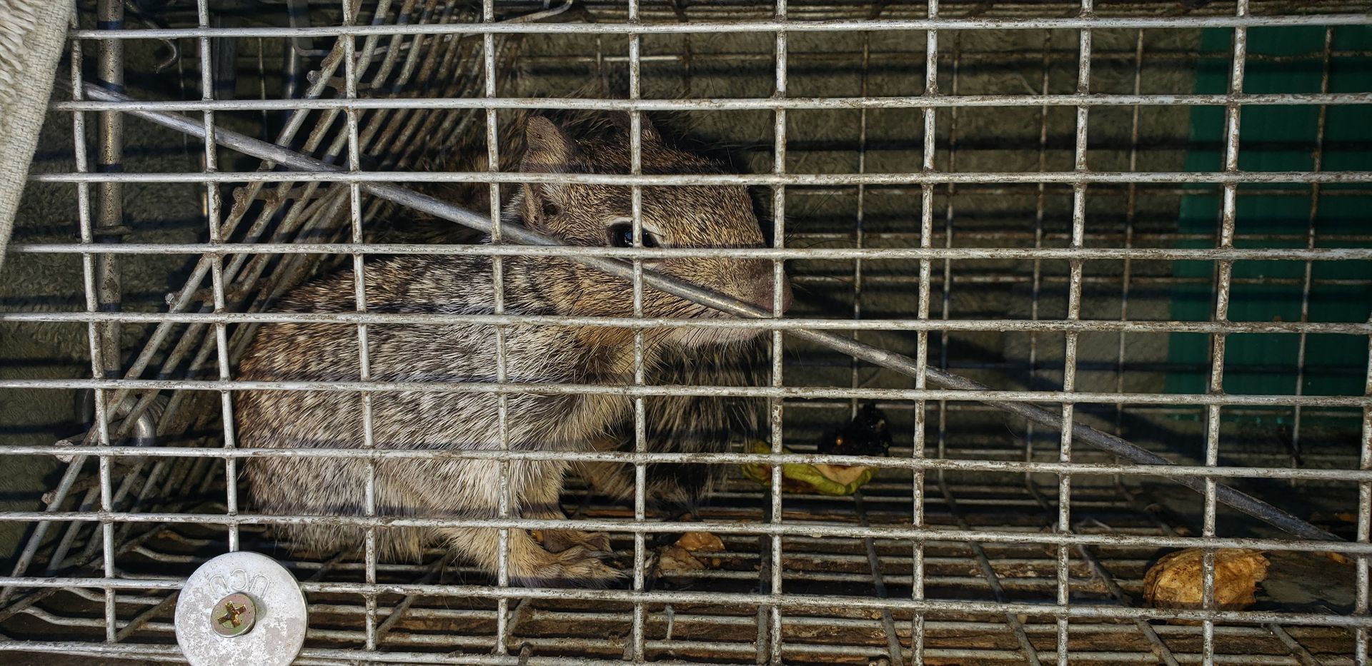 A porcupine is behind bars in a cage.