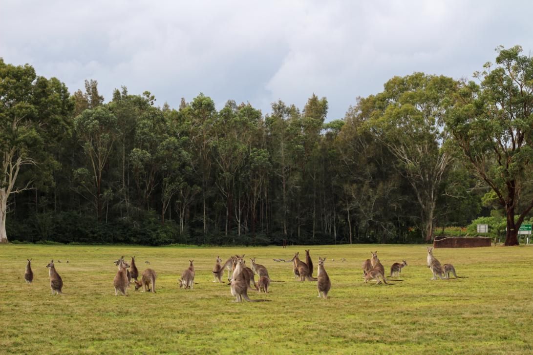 A Herd of Kangaroos Are Standing in a Grassy Field — Eurocoast Appliance Service in Morisset, NSW