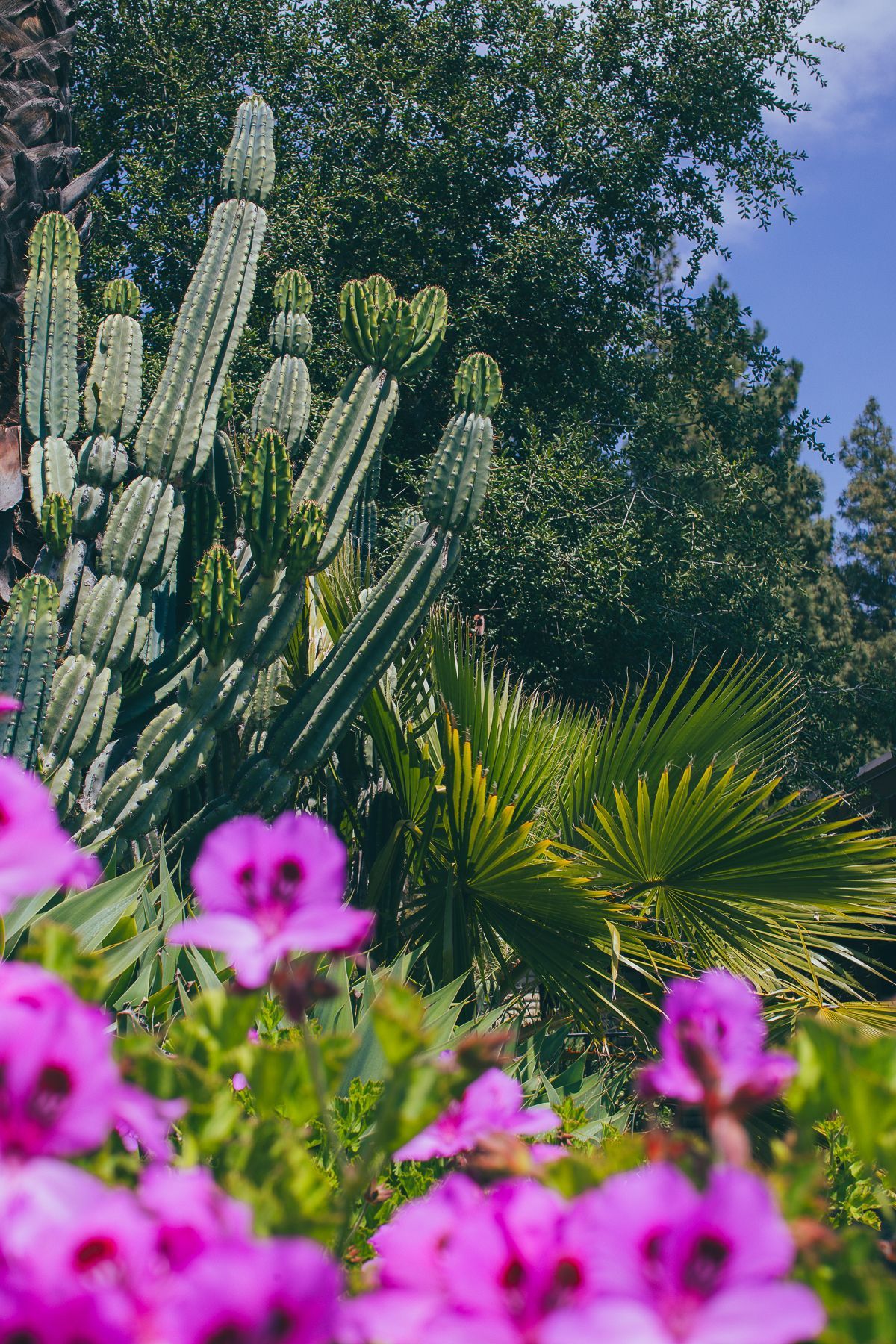 Cactus and palm trees in a garden, with bright pink flowers in the foreground and a blue sky above.