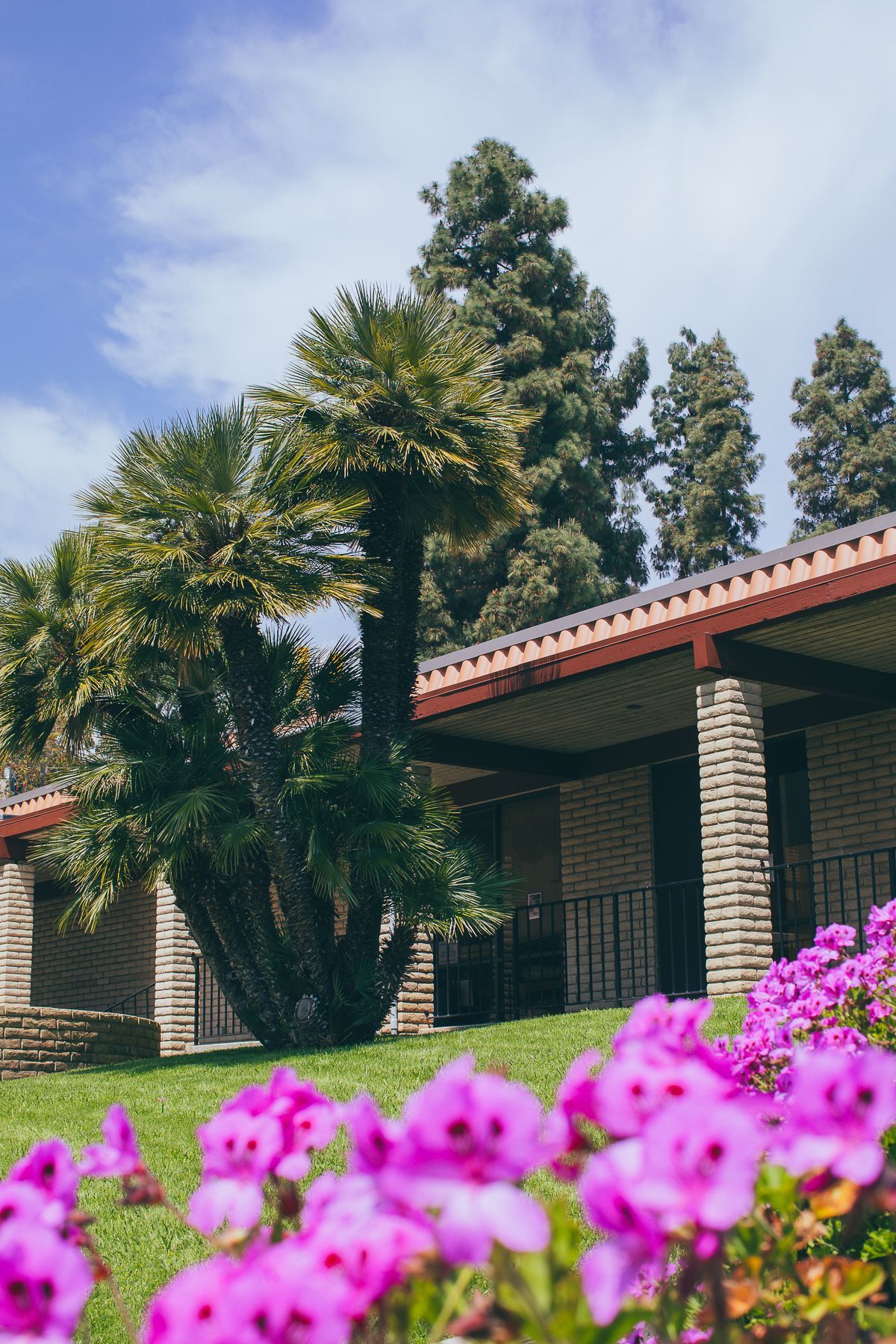 Palm trees and building with red roof, pink flowers in foreground, blue sky.
