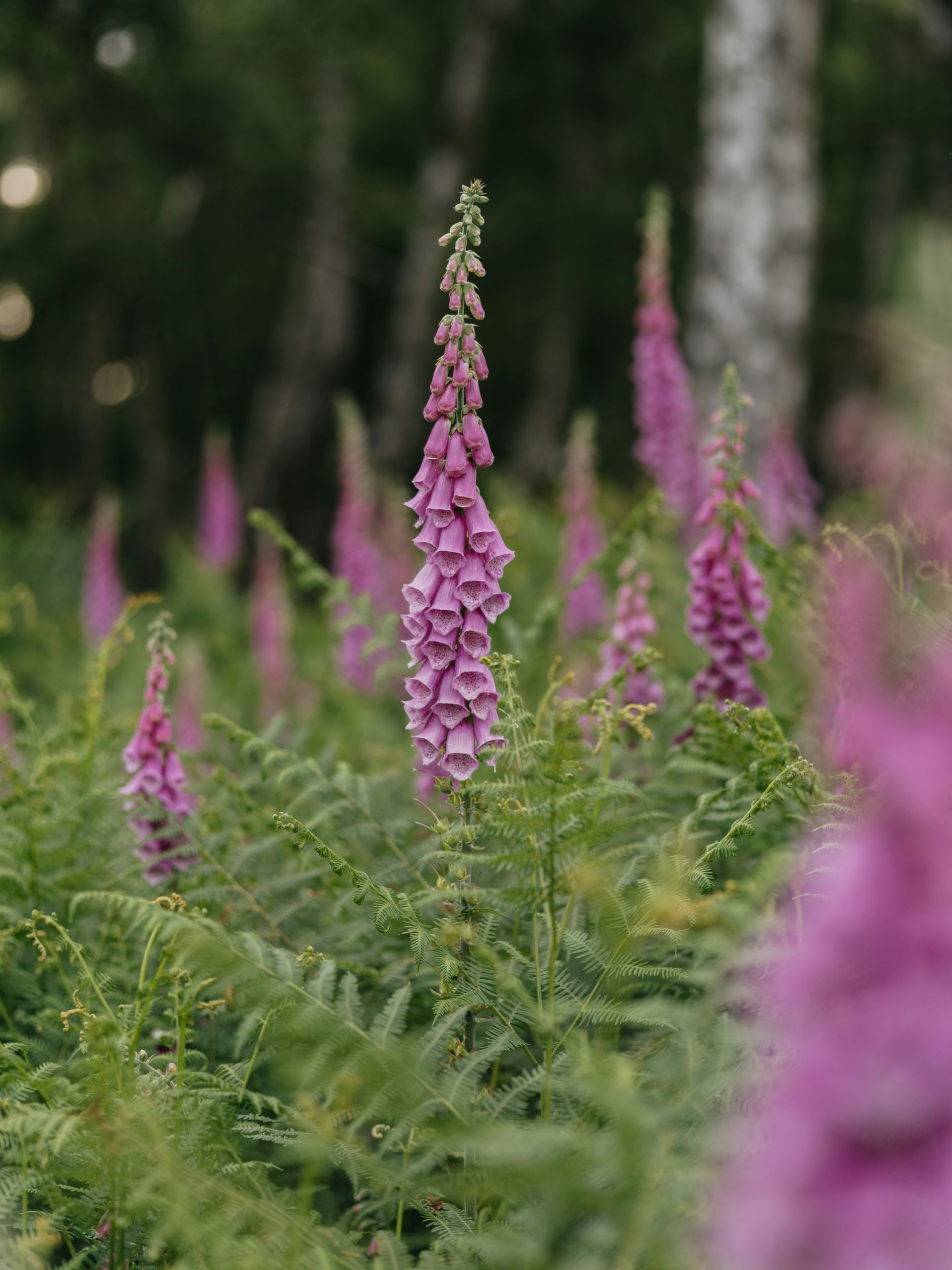 Purple foxglove flowers in a field, with green fern-like foliage. A blurred forest background.