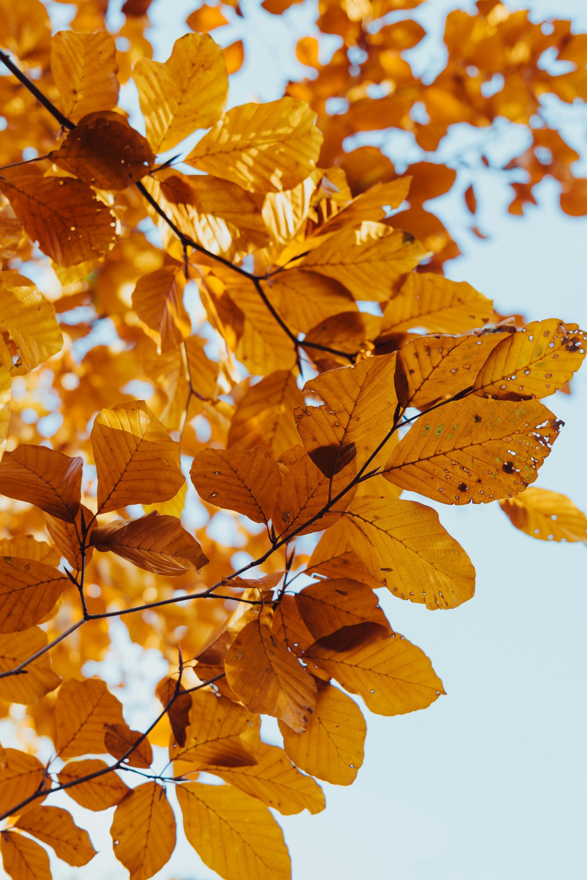 Yellow autumn leaves on tree branches against a pale blue sky.