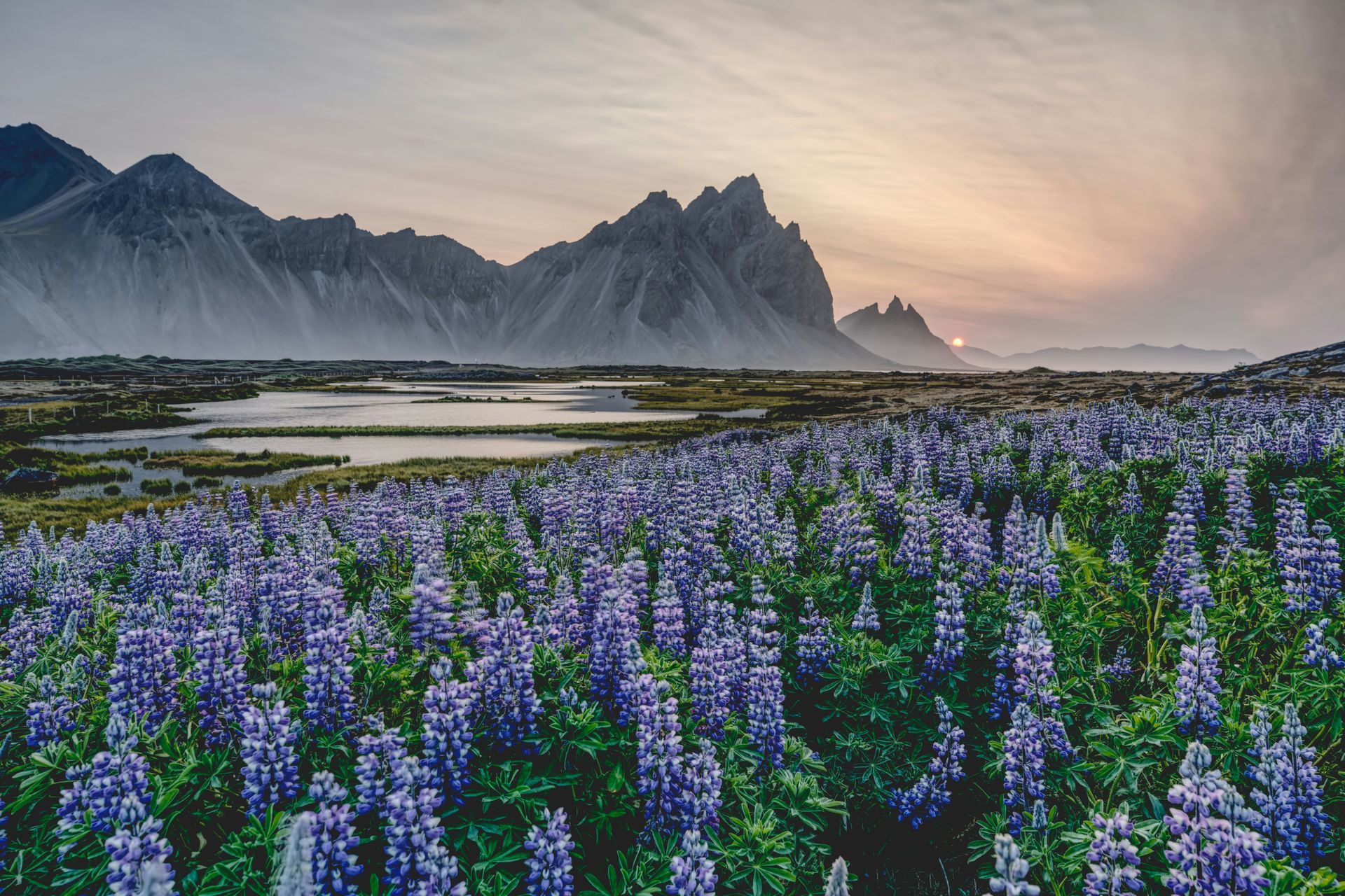 Purple lupine flowers in a field with mountains in the background during sunset.