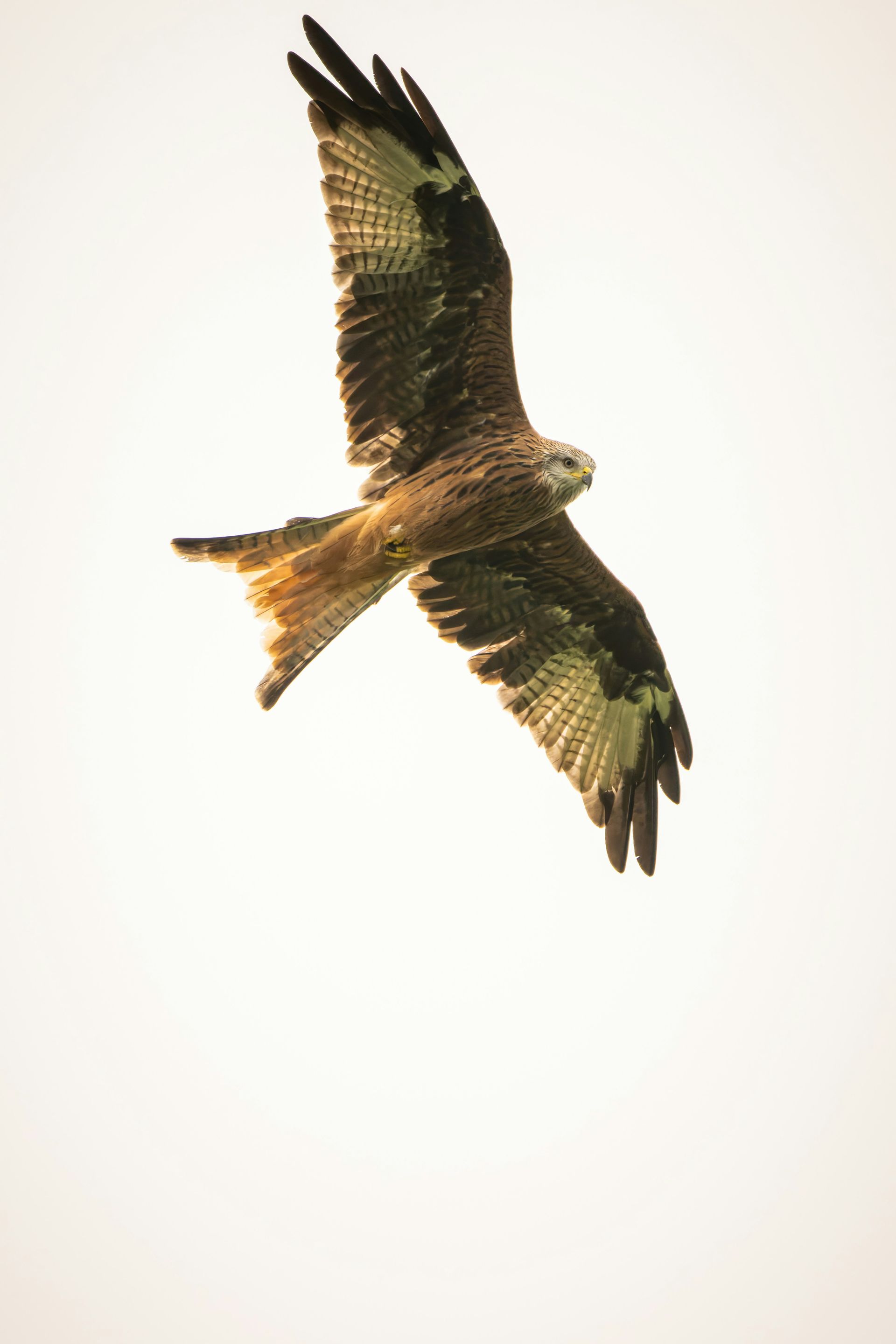 Red kite in flight, wings spread, brown and white plumage against a white sky.