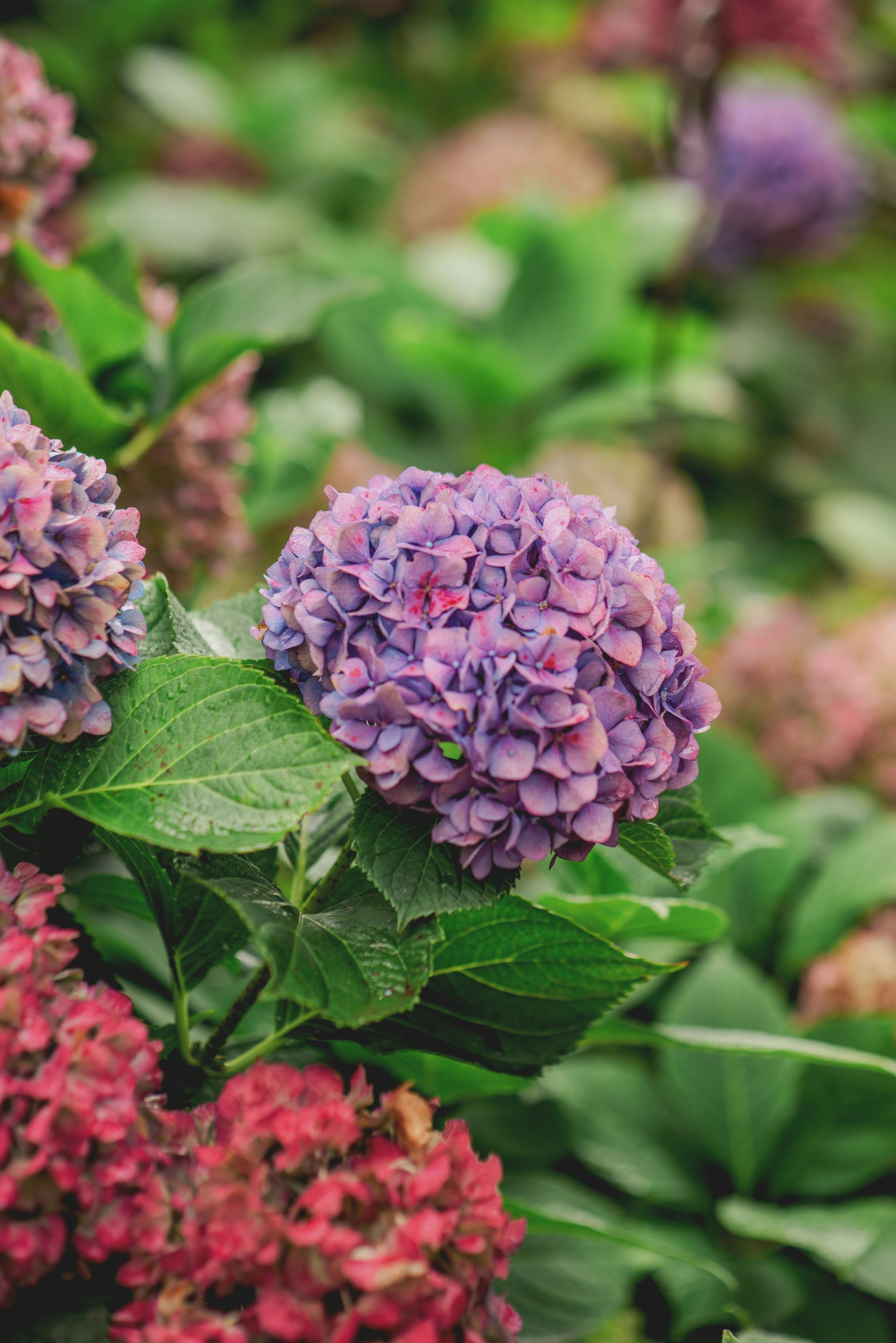 Purple hydrangea flower cluster with green leaves in a garden setting.