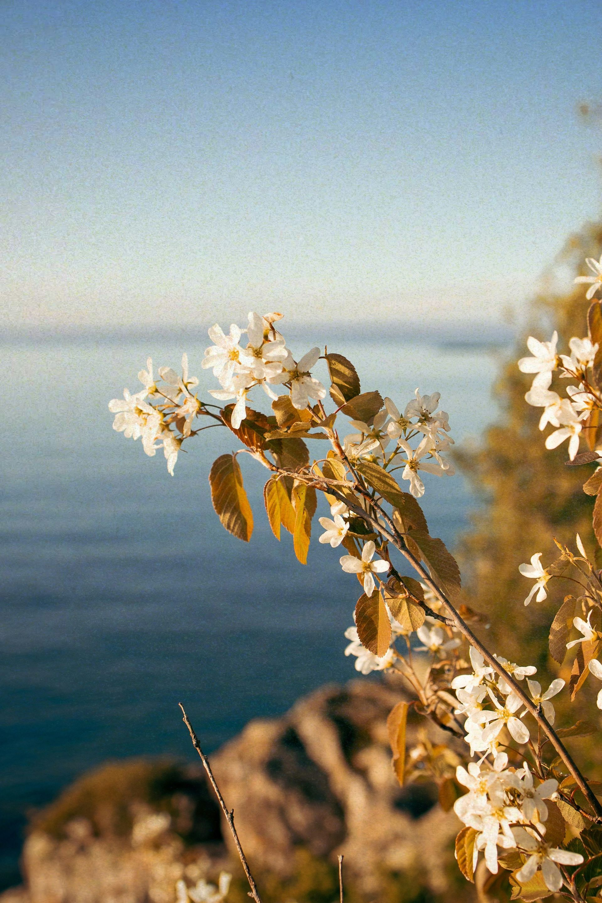 White flowers bloom on a branch with a blurred ocean and blue sky background.