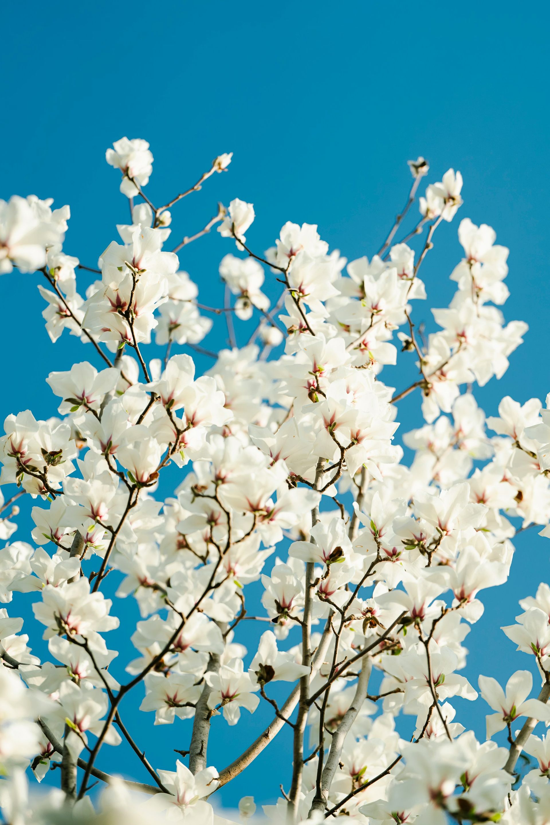 White magnolia blossoms against a bright blue sky.