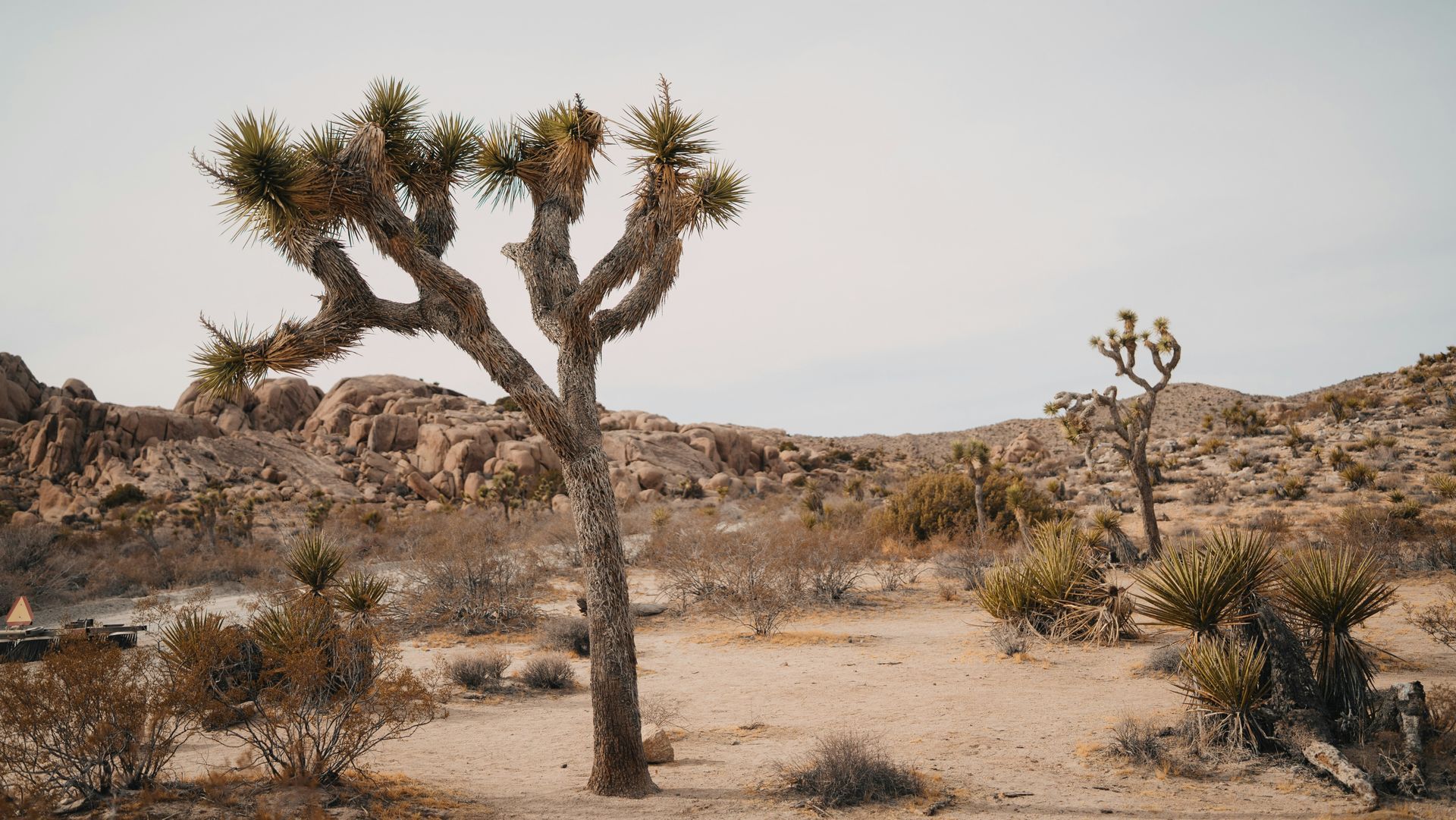 Joshua tree in a desert landscape with rocky hills and sparse vegetation under a cloudy sky.