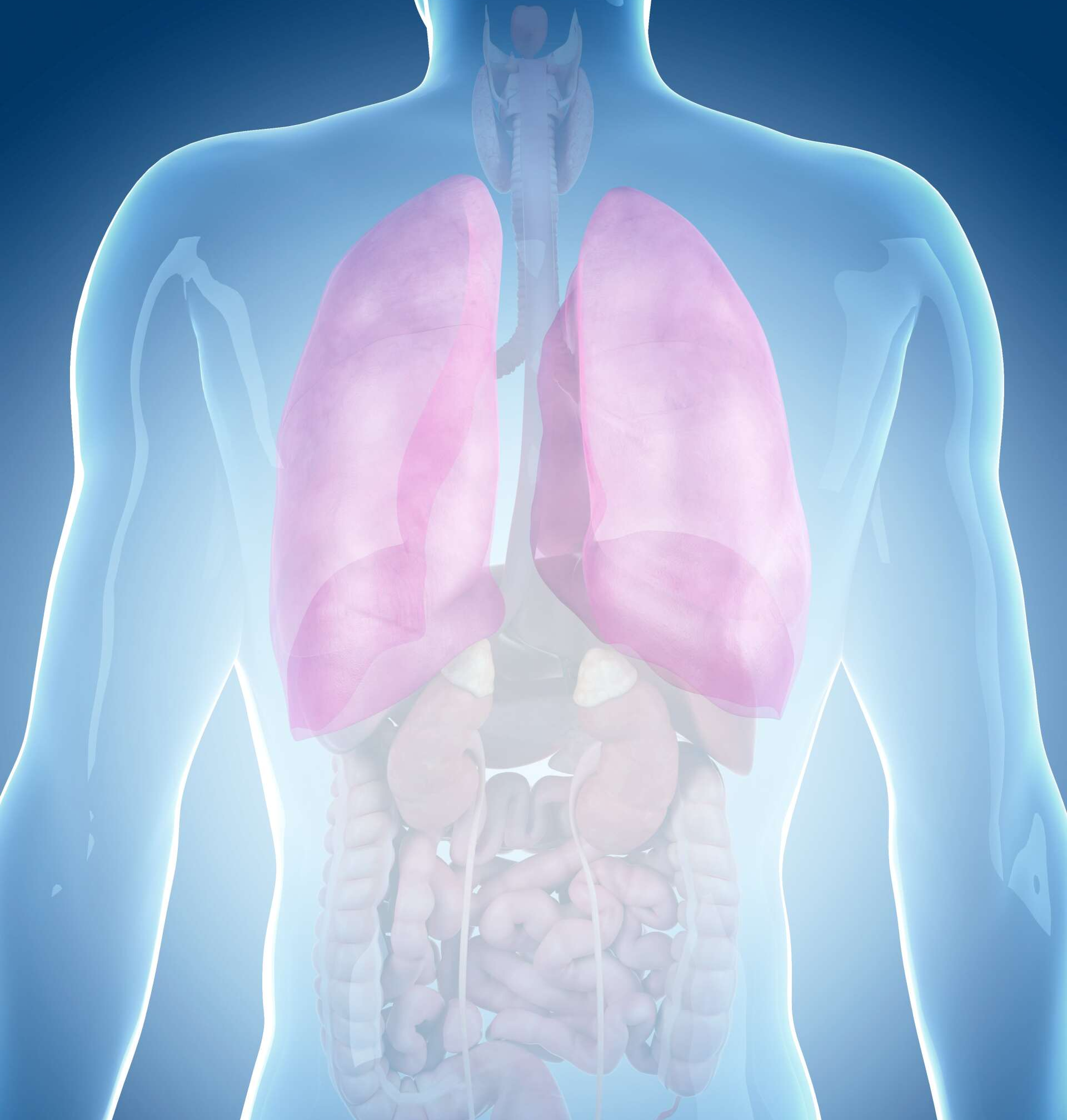 A computer generated image of a man 's lungs and other organs