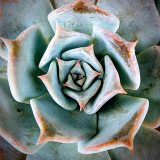 Close-up of a blue-green succulent plant with pink-tipped leaves arranged in a spiral pattern.
