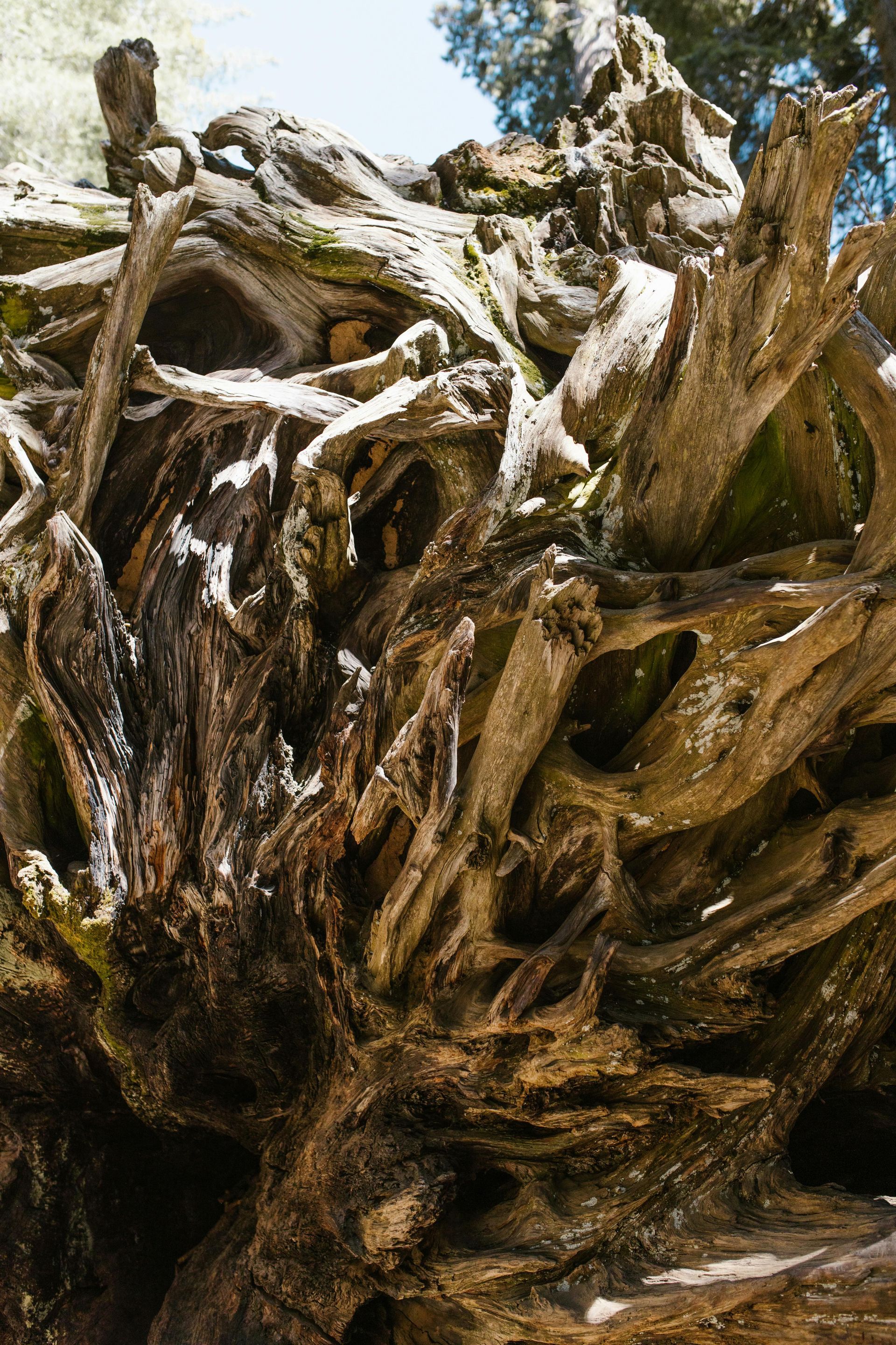 A close up of a pile of tree roots.