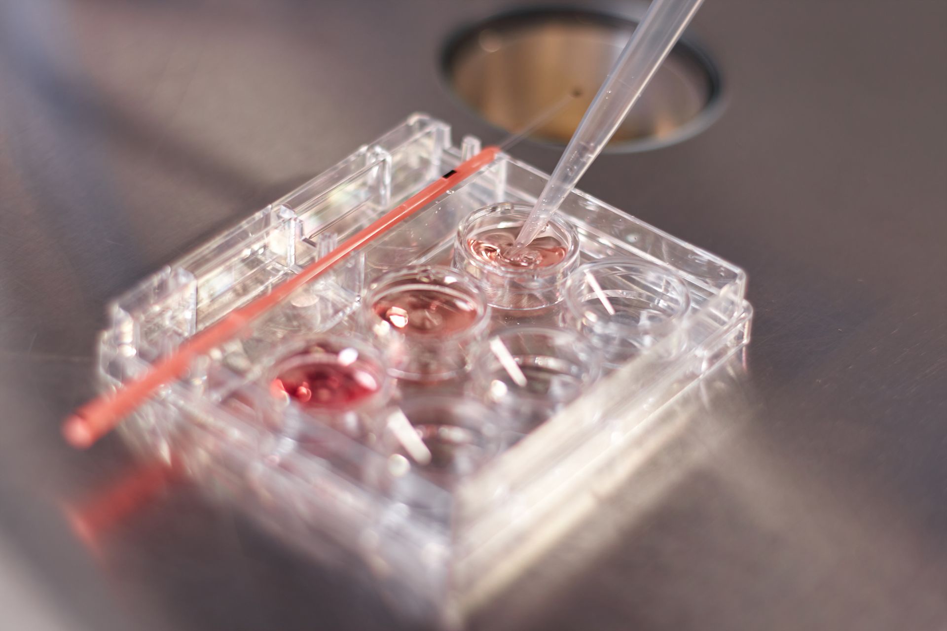 Uno scienziato utilizza una pipetta per aggiungere del liquido ai pozzetti di una piastra trasparente, all'interno di un laboratorio.