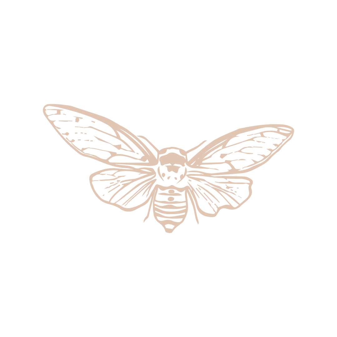A drawing of a moth with wings spread on a white background.
