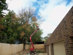 Tree service needed in Ballarat
