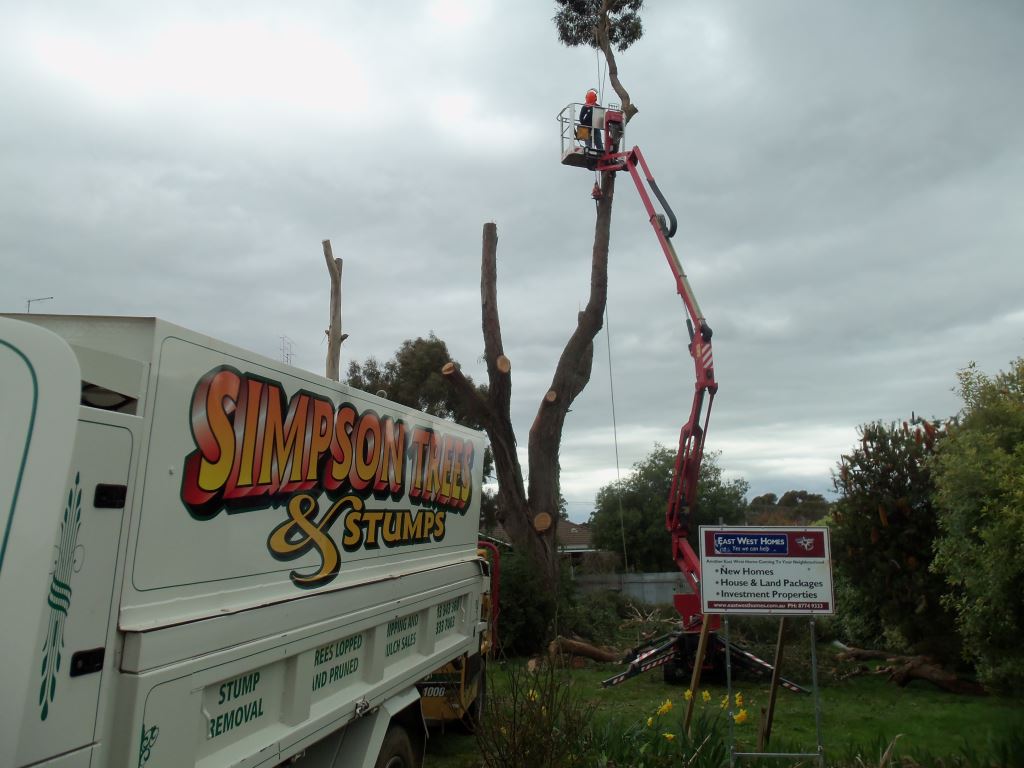 tree maintenance and removal in Malborough