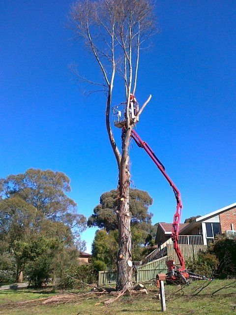 tree removal in progress