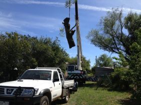 Arborist performing a tree service in Maryborough, Ballarat and surrounding districts