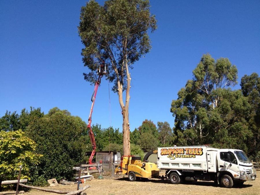 A park in Maryborough looked after by our experts in tree maintenance and removal services