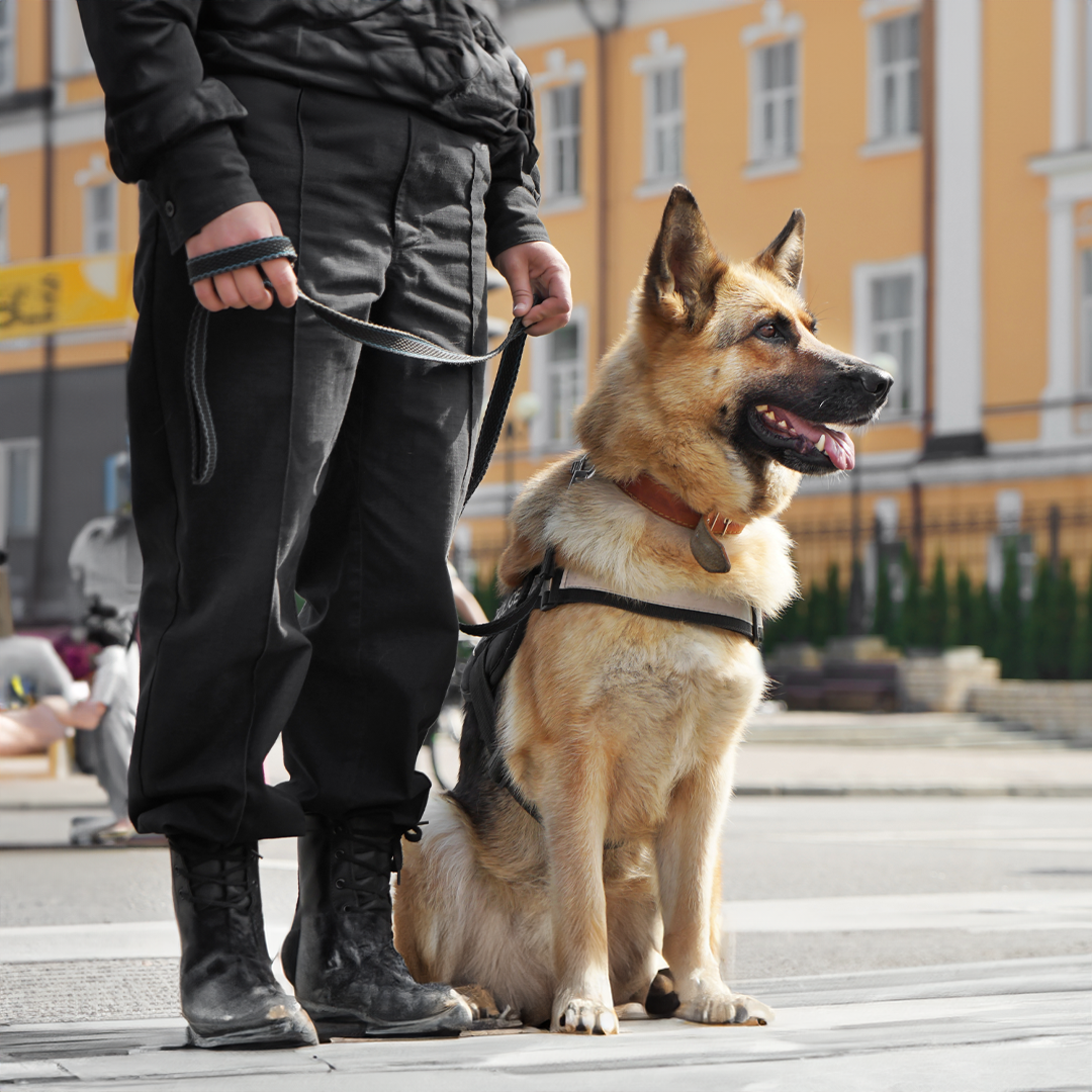 A man standing next to a german shepherd on a leash