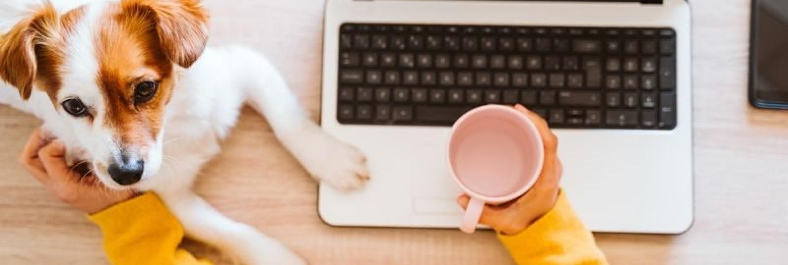 A person is sitting at a desk with a laptop and a dog.