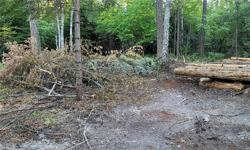 A pile of logs in the middle of a forest.