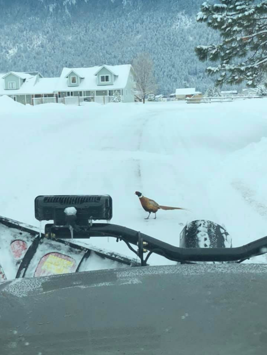 A pheasant is standing in the snow near a snowmobile