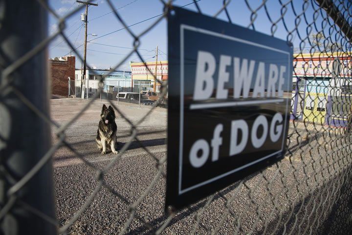 dog bite attorney